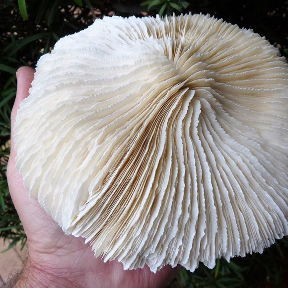 huge giant 7 inch mushroom sea shell coral reef aquarium natural decor - Picture 5 of 7